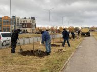 В Ульяновске на проспекте Зырина высадили 52 липы