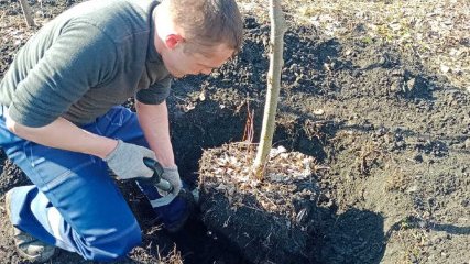 В Ульяновске приступили к весеннему озеленению улиц