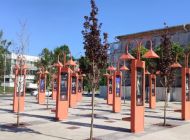 Красные клёны в Театральном сквере Ульяновска успешно прижились