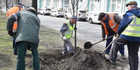 В Ульяновске начали озеленять улицы