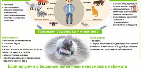 Ульяновцам напоминают о правилах безопасности при встрече с бешеным животным