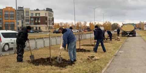 В Ульяновске на проспекте Зырина высадили 52 липы