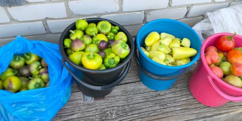В Ульяновске бесплатно обучат садоводству