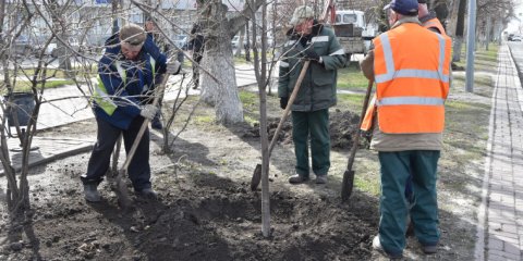 На улицах Ульяновска в этом году будет высажено более 4,5 тысяч деревьев и кустарников  