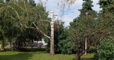 В сквере «Экран» взамен засохших деревьев высадят новые зелёные насаждения