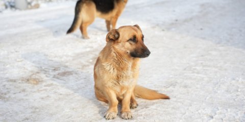 Жители Дальнего Засвияжья смогут бесплатно вакцинировать домашних животных 