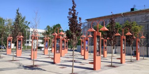 Красные клёны в Театральном сквере Ульяновска успешно прижились