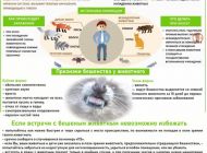 Ульяновцам напоминают о правилах безопасности при встрече с бешеным животным