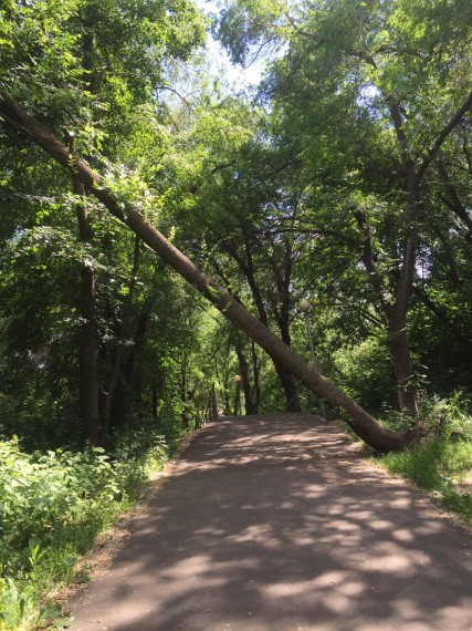 В ульяновских парках «Победы» и «Семья» обследуют деревья
