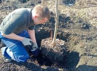 В Ульяновске приступили к весеннему озеленению улиц