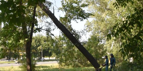 Ульяновский Муниципальный центр управления продолжает принимать заявки на спил поваленных ураганом деревьев