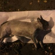 Вчера вечером у "Волга-Спорт-Арена" была сбита собака