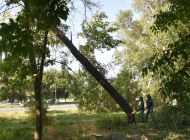 Ульяновский Муниципальный центр управления продолжает принимать заявки на спил поваленных ураганом деревьев