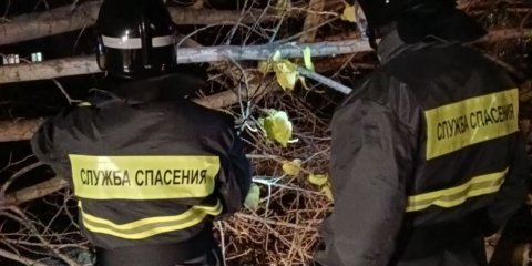 Сильный ветер повалил в Ульяновске 33 дерева