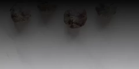 Следователями ОМВД России по Цильнинскому району расследуется уголовное дело по факту мошенничества при продаже сельскохозяйственных животных