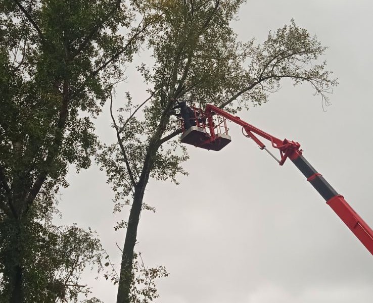 За минувшую неделю в Ульяновске убрали 57 опасных деревьев