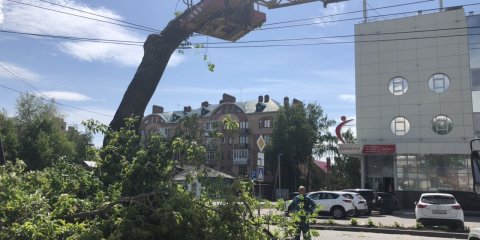 За неделю в Ульяновске уберут 175 аварийных деревьев
