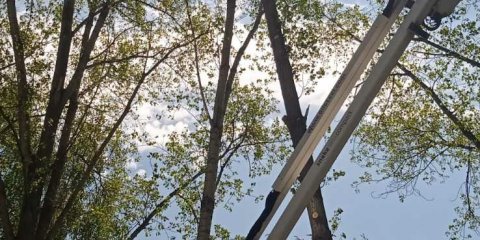 За минувшую неделю в городе снесено почти 70 аварийных деревьев