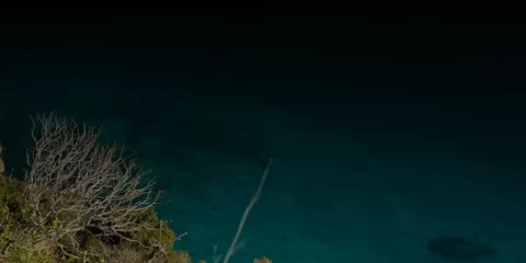 К весенним праздникам ульяновские озеленители вырастили свыше 170 тысяч тюльпанов