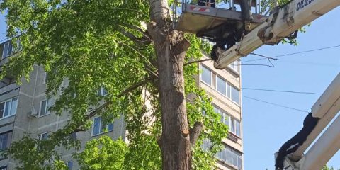 За минувшую неделю в Ульяновске убрали более 70 опасных деревьев
