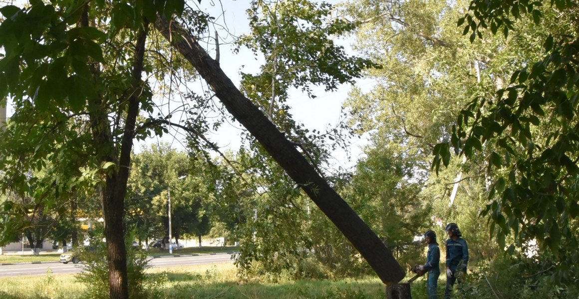 Ульяновский Муниципальный центр управления продолжает принимать заявки на спил поваленных ураганом деревьев