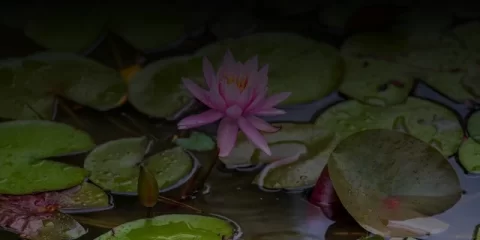 Парки Ульяновска 1 мая приглашают жителей и гостей города на открытие летнего сезона