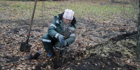 В Заволжье осенью высадят порядка 200 деревьев и свыше 1000 кустарников