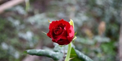 8 марта – Международный женский день
