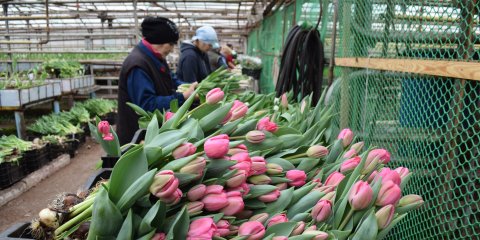 К 8 Марта ульяновские озеленители поставят в магазины миллион тюльпанов