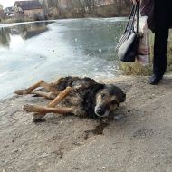 Рискуя жизнью, женщина спасла собаку, провалившуюся под лед