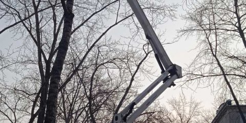 За неделю в Ульяновске спилили 64 аварийных дерева