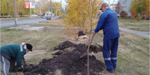 В Ульяновске озеленяют улицы и общественные пространства