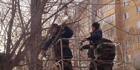 За неделю в Ульяновске с территории школ снесли 78 аварийных деревьев