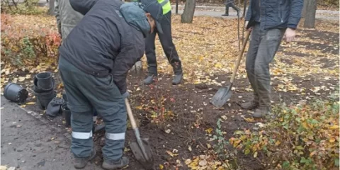 В ульяновском сквере «Айболит» восстановили живую изгородь