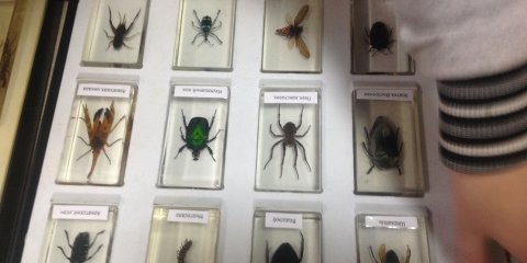 Ульяновских детей продолжат учить бережно относиться к лесам и водоёмам