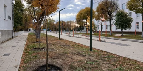 Этой осенью центральную часть Ульяновска украсят свыше 200 деревьев