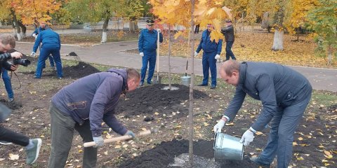 В парке имени Матросова высадят новые деревья