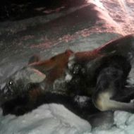 На трассе в Ульяновской области насмерть сбили лося