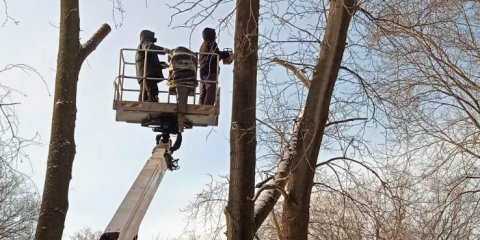 За минувшую неделю в Ульяновске снесено 78 аварийных деревьев