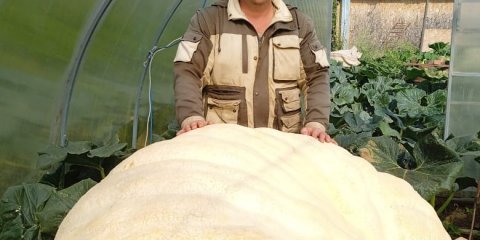 Ко Дню города в Ульяновске представят самую большую в России тыкву