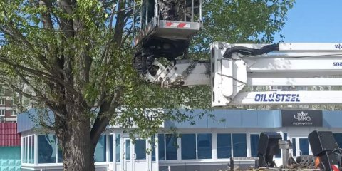 За минувшую неделю в Ульяновске убрали 72 аварийных дерева
