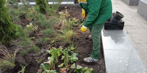 Липа, ясень, голубая ель: осенью в Ульяновске высадят более четырех тысяч деревьев и кустарников