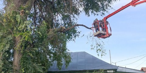 За минувшую неделю в Ульяновске снесли еще 58 опасных деревьев