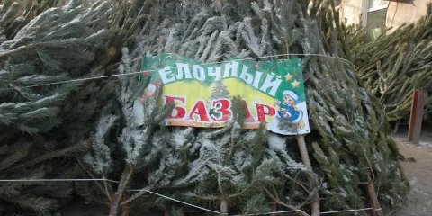В Ульяновске новогодние ёлки можно купить на 25 базарах