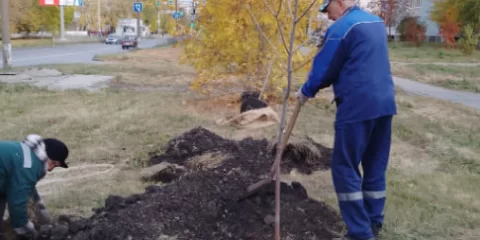 Осенью в Железнодорожном районе появится порядка 100 новых деревьев
