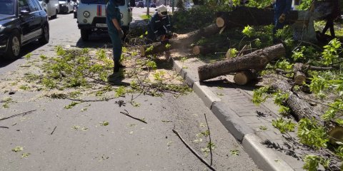 Упавшее на Гончарова дерево было оперативно убрано