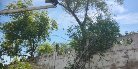 На этой неделе в Ульяновске снесут аварийные деревья рядом с учреждениями социальной сферы