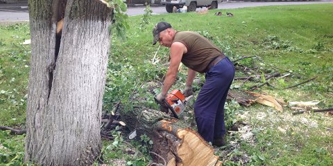 За неделю в Ульяновске планируют убрать 171 аварийное дерево