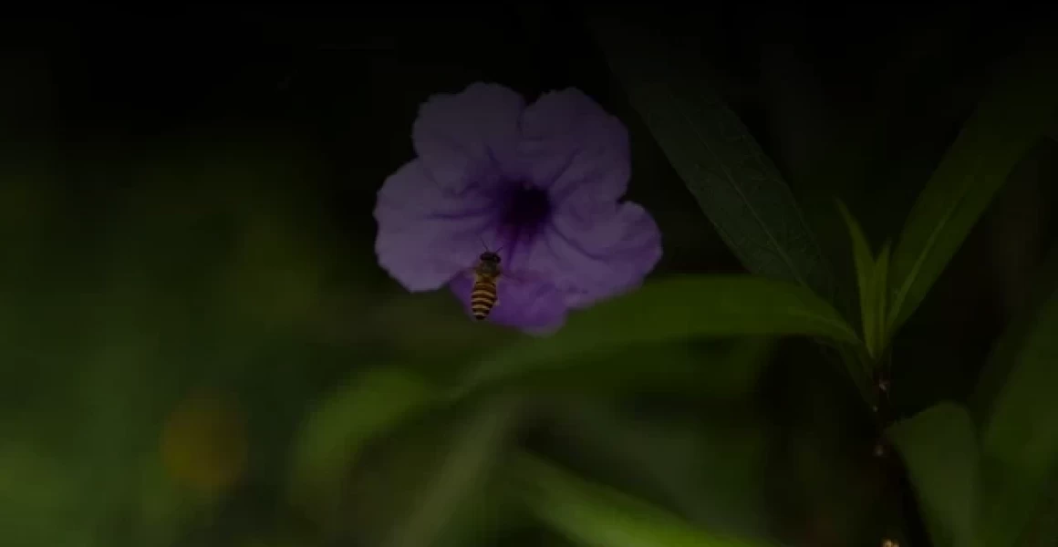 В Ульяновске обновляют нормативную базу для борьбы с американским клёном и борщевиком В Ульяновске обновляют нормативную базу для борьбы с американским клёном и борщевиком