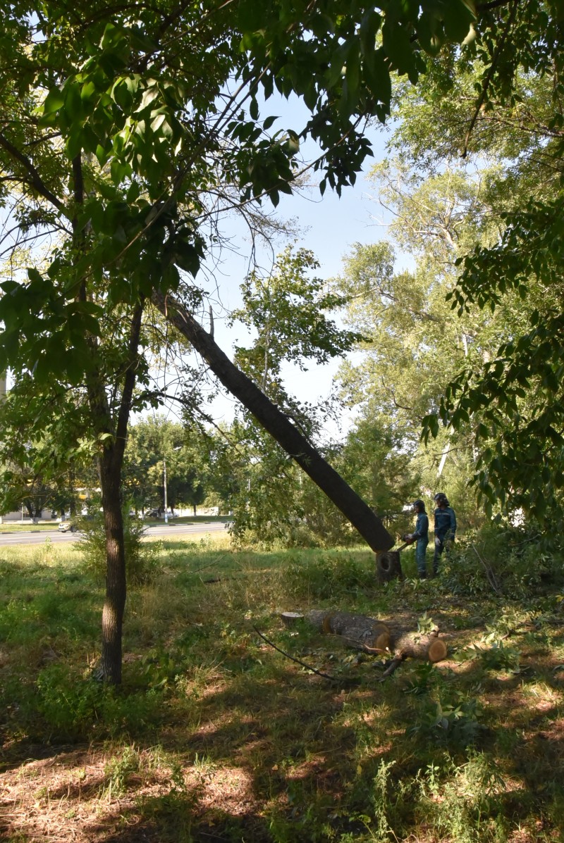 Ульяновский Муниципальный центр управления продолжает принимать заявки на спил поваленных ураганом деревьев